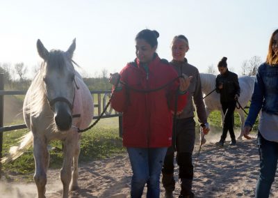 New horse cultures, study circle